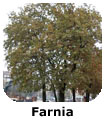 Farnia